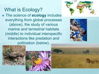 What is Ecology?
 The science of ecology includes
everything from global processes
(above), the study of various
marine and terrestrial habitats
(middle) to individual interspecific
interactions like predation and
pollination (below).
 