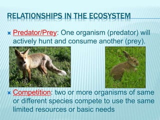 RELATIONSHIPS IN THE ECOSYSTEM
 Predator/Prey: One organism (predator) will
actively hunt and consume another (prey).
 Competition: two or more organisms of same
or different species compete to use the same
limited resources or basic needs
 