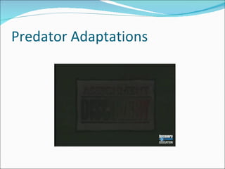 Predator Adaptations 