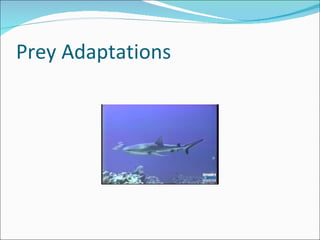 Prey Adaptations 