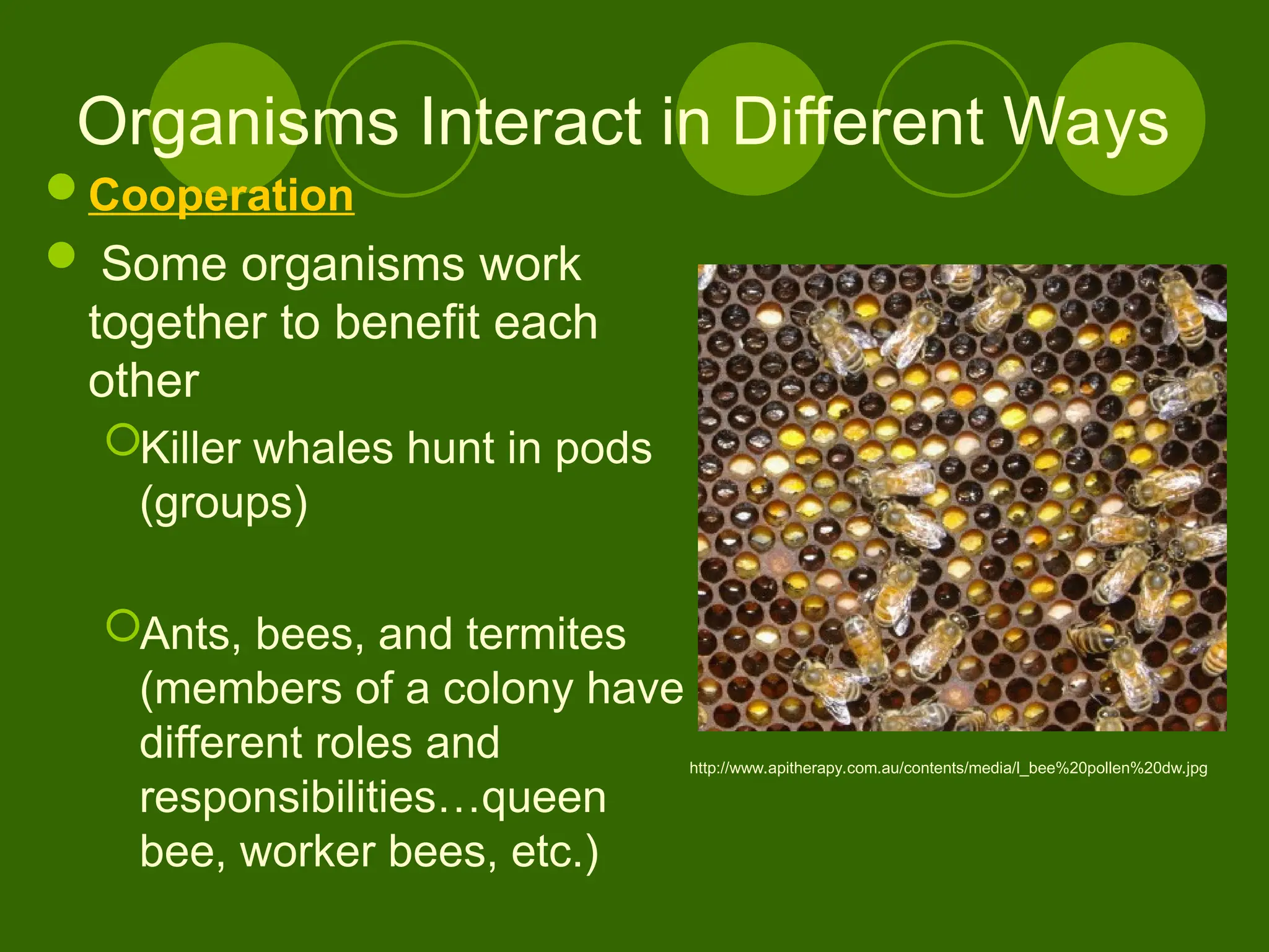 Organisms Interact in Different Ways
Cooperation
 Some organisms work
together to benefit each
other
Killer whales hunt in pods
(groups)
Ants, bees, and termites
(members of a colony have
different roles and
responsibilities…queen
bee, worker bees, etc.)
http://www.apitherapy.com.au/contents/media/l_bee%20pollen%20dw.jpg
 