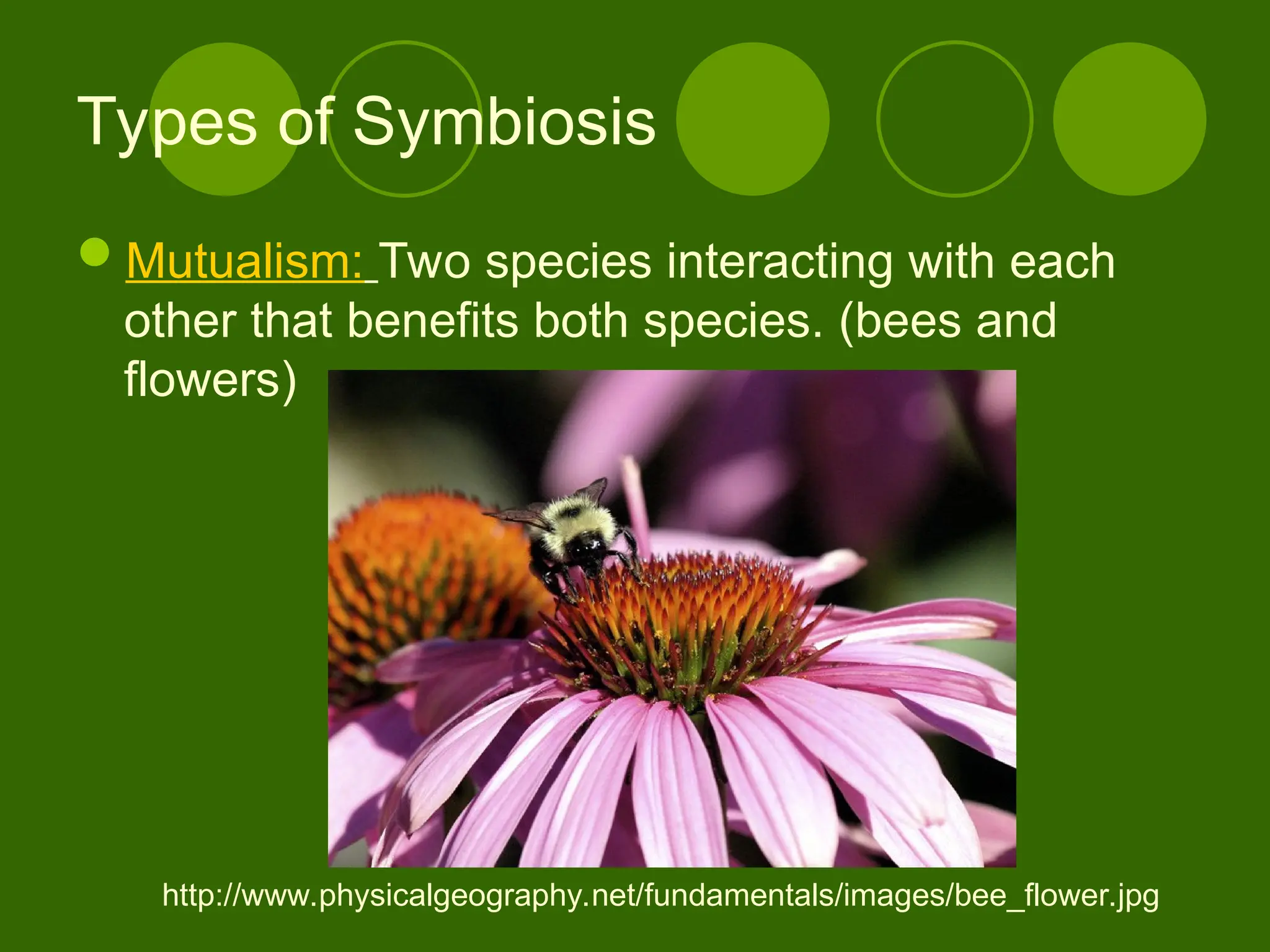 Types of Symbiosis
Mutualism: Two species interacting with each
other that benefits both species. (bees and
flowers)
http://www.physicalgeography.net/fundamentals/images/bee_flower.jpg
 