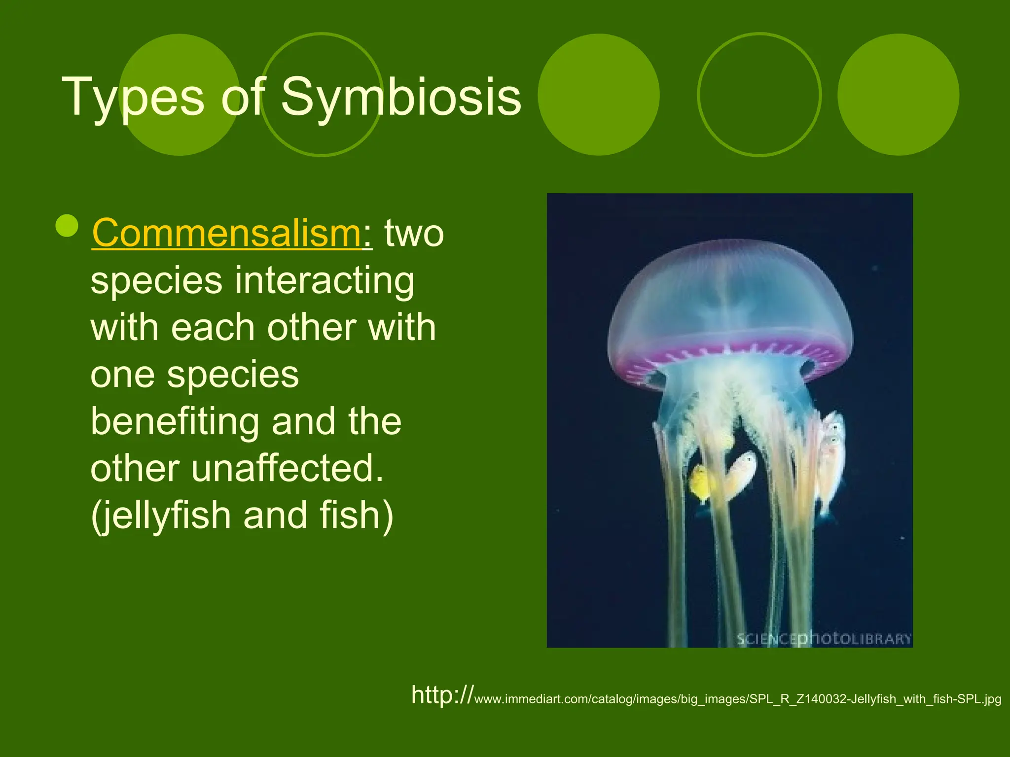 Types of Symbiosis
Commensalism: two
species interacting
with each other with
one species
benefiting and the
other unaffected.
(jellyfish and fish)
http://www.immediart.com/catalog/images/big_images/SPL_R_Z140032-Jellyfish_with_fish-SPL.jpg
 