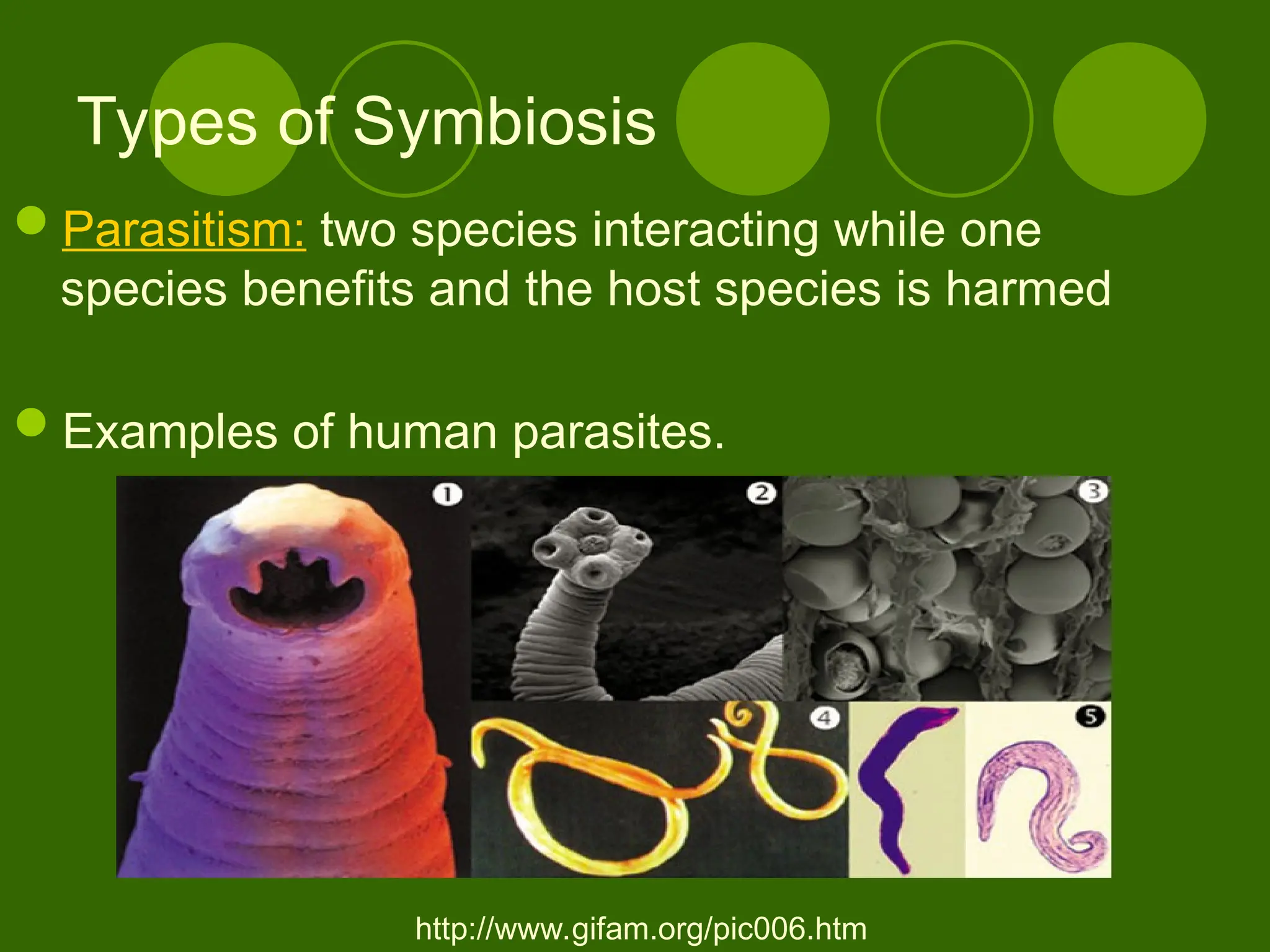 Types of Symbiosis
Parasitism: two species interacting while one
species benefits and the host species is harmed
Examples of human parasites.
http://www.gifam.org/pic006.htm
 