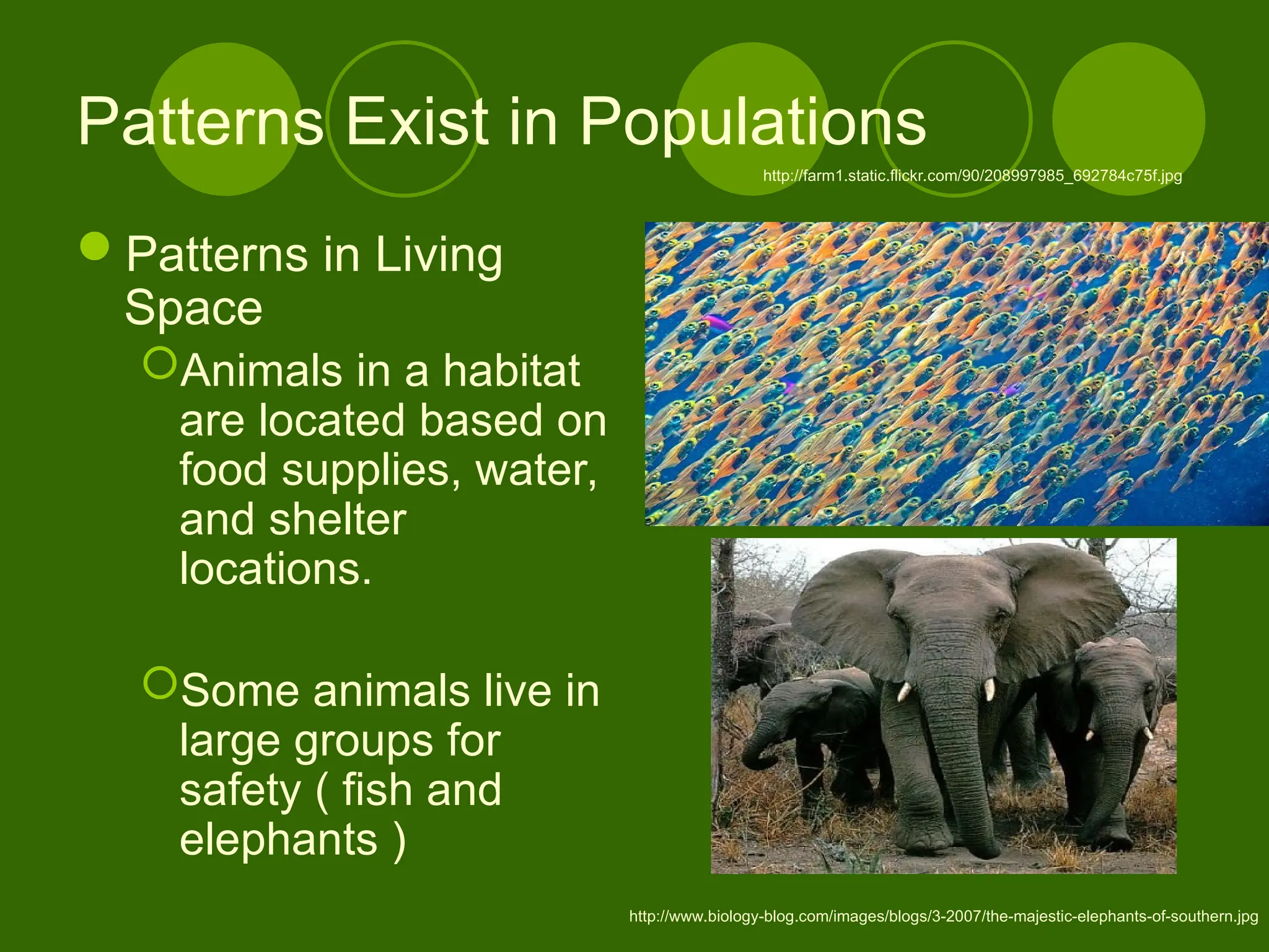 Patterns Exist in Populations
Patterns in Living
Space
Animals in a habitat
are located based on
food supplies, water,
and shelter
locations.
Some animals live in
large groups for
safety ( fish and
elephants )
http://farm1.static.flickr.com/90/208997985_692784c75f.jpg
http://www.biology-blog.com/images/blogs/3-2007/the-majestic-elephants-of-southern.jpg
 