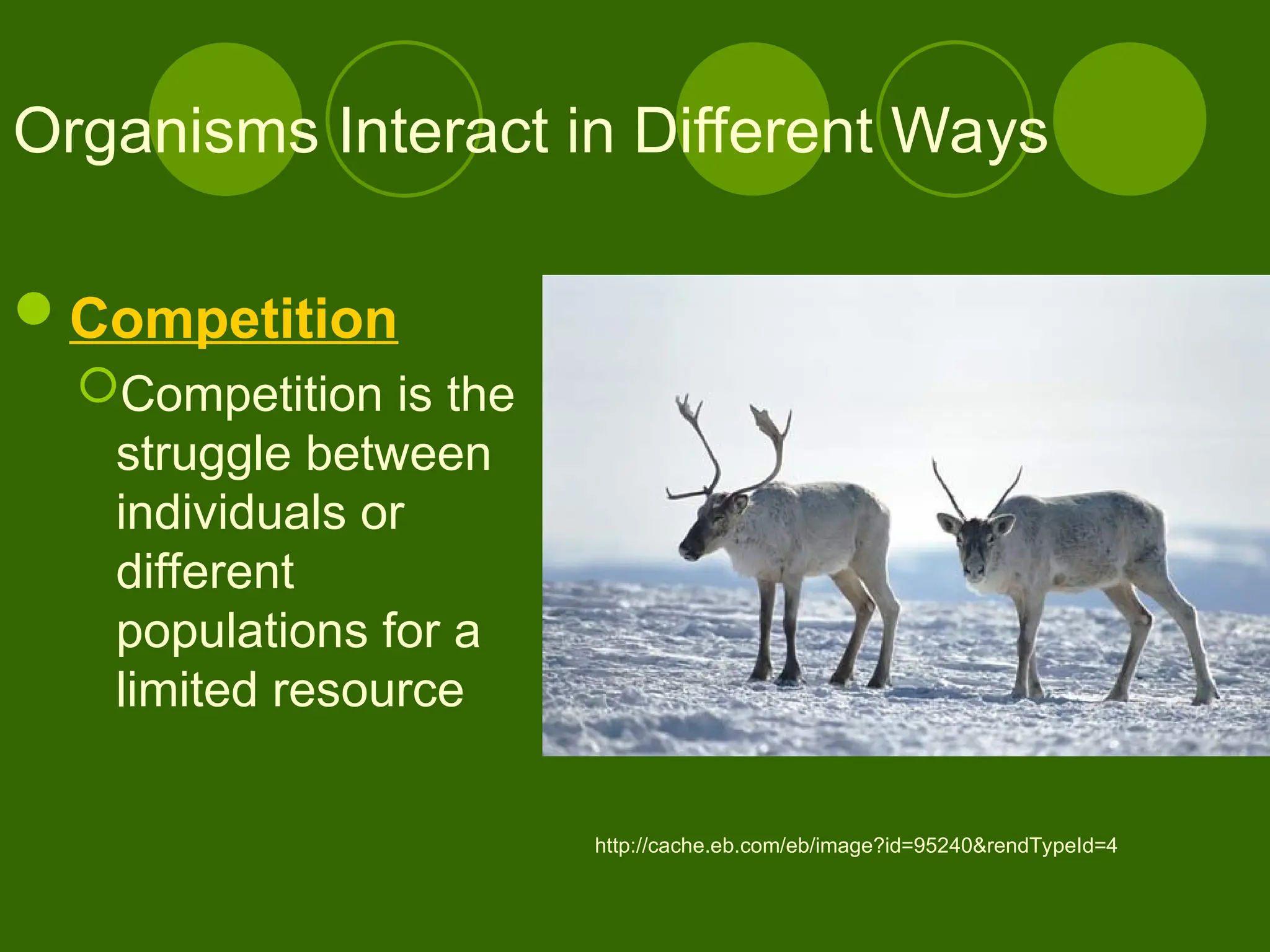 Organisms Interact in Different Ways
Competition
Competition is the
struggle between
individuals or
different
populations for a
limited resource
http://cache.eb.com/eb/image?id=95240&rendTypeId=4
 