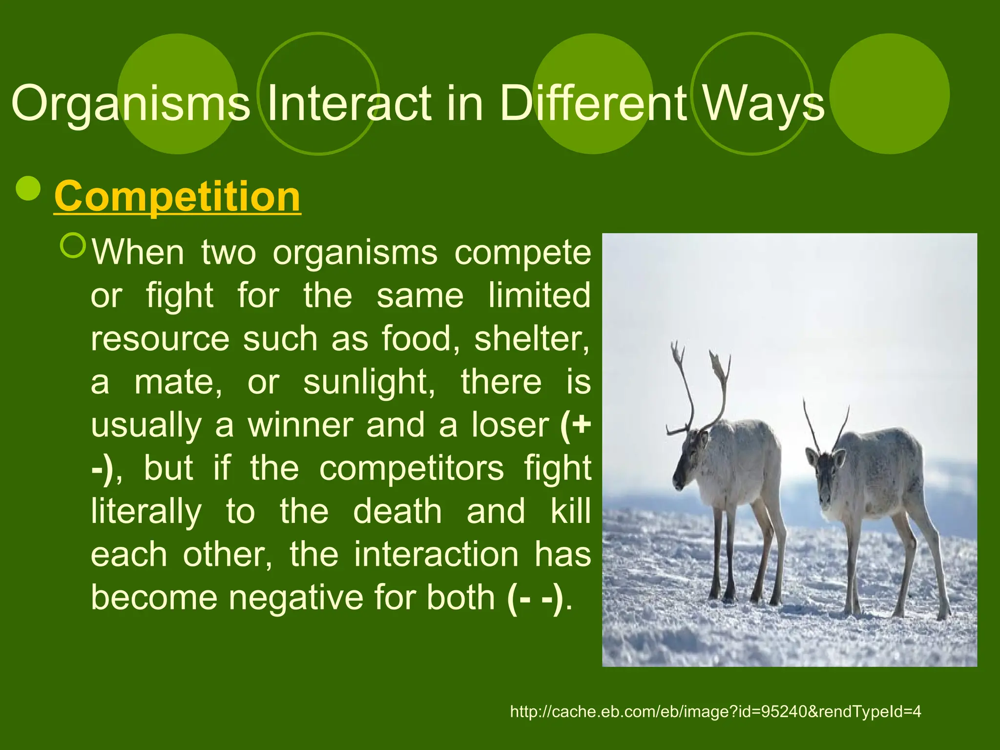 Organisms Interact in Different Ways
Competition
When two organisms compete
or fight for the same limited
resource such as food, shelter,
a mate, or sunlight, there is
usually a winner and a loser (+
-), but if the competitors fight
literally to the death and kill
each other, the interaction has
become negative for both (- -).
http://cache.eb.com/eb/image?id=95240&rendTypeId=4
 