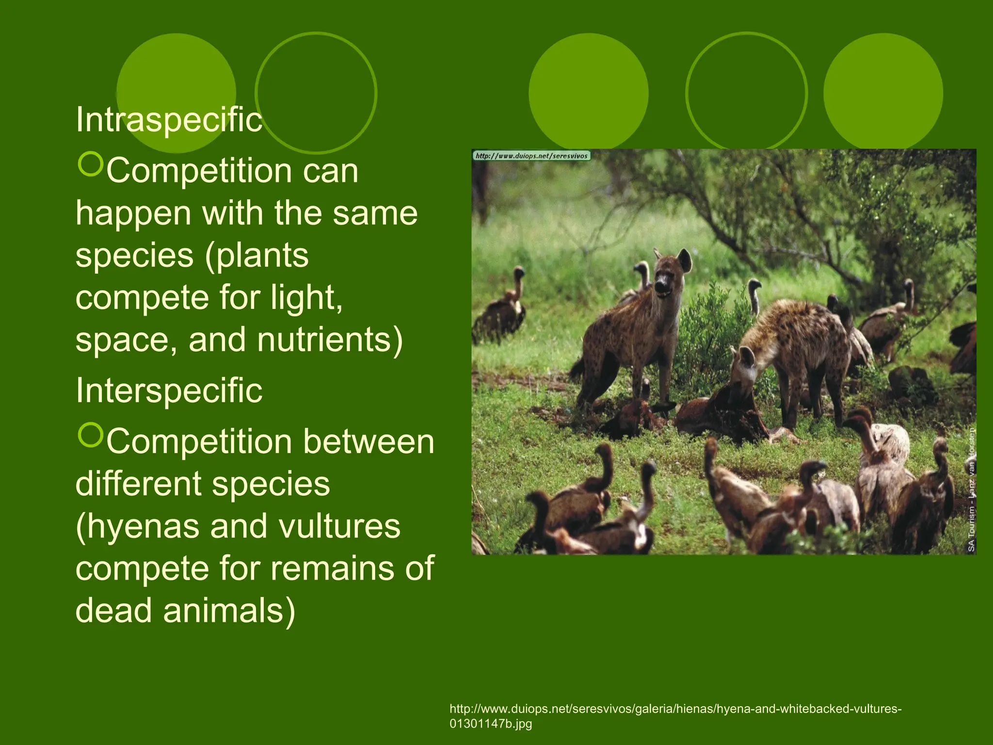 Intraspecific
Competition can
happen with the same
species (plants
compete for light,
space, and nutrients)
Interspecific
Competition between
different species
(hyenas and vultures
compete for remains of
dead animals)
http://www.duiops.net/seresvivos/galeria/hienas/hyena-and-whitebacked-vultures-
01301147b.jpg
 