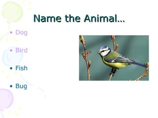 Name the Animal… Dog Bird Fish Bug 