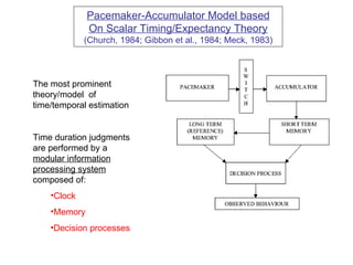 Pacemaker-Accumulator Model based On Scalar Timing/Expectancy Theory (Church, 1984; Gibbon et al., 1984; Meck, 1983) <ul><...