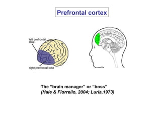 Prefrontal cortex The “brain manager” or “boss”  (Hale & Fiorrello, 2004; Luria,1973) 