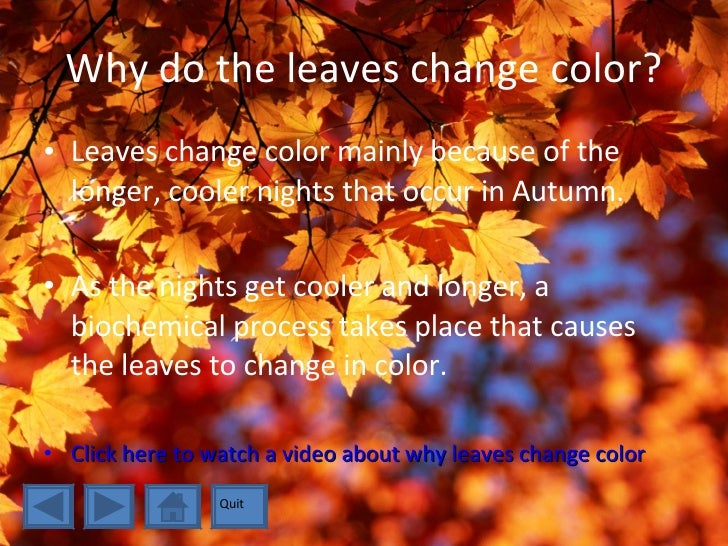 The Changing Leaves of Autumn