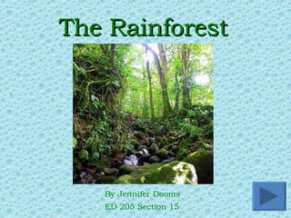 The Rainforest ,[object Object],[object Object]
