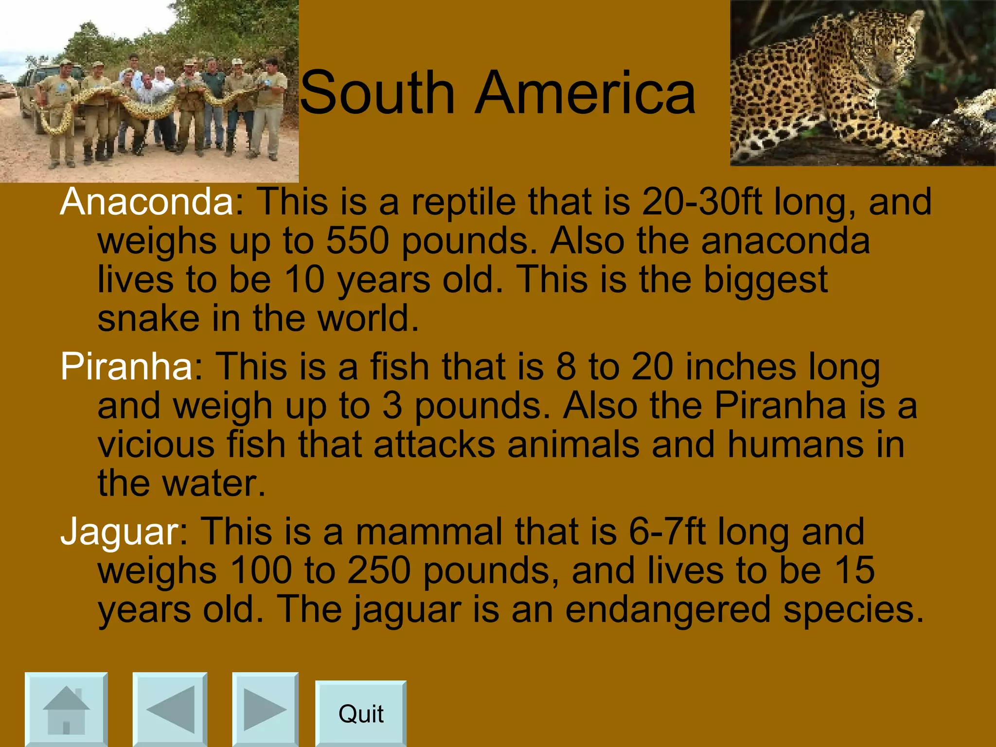 South America Anaconda : This is a reptile that is 20-30ft long, and weighs up to 550 pounds. Also the anaconda lives to be 10 years old. This is the biggest snake in the world. Piranha : This is a fish that is 8 to 20 inches long and weigh up to 3 pounds. Also the Piranha is a vicious fish that attacks animals and humans in the water. Jaguar : This is a mammal that is 6-7ft long and weighs 100 to 250 pounds, and lives to be 15 years old. The jaguar is an endangered species. Quit 
