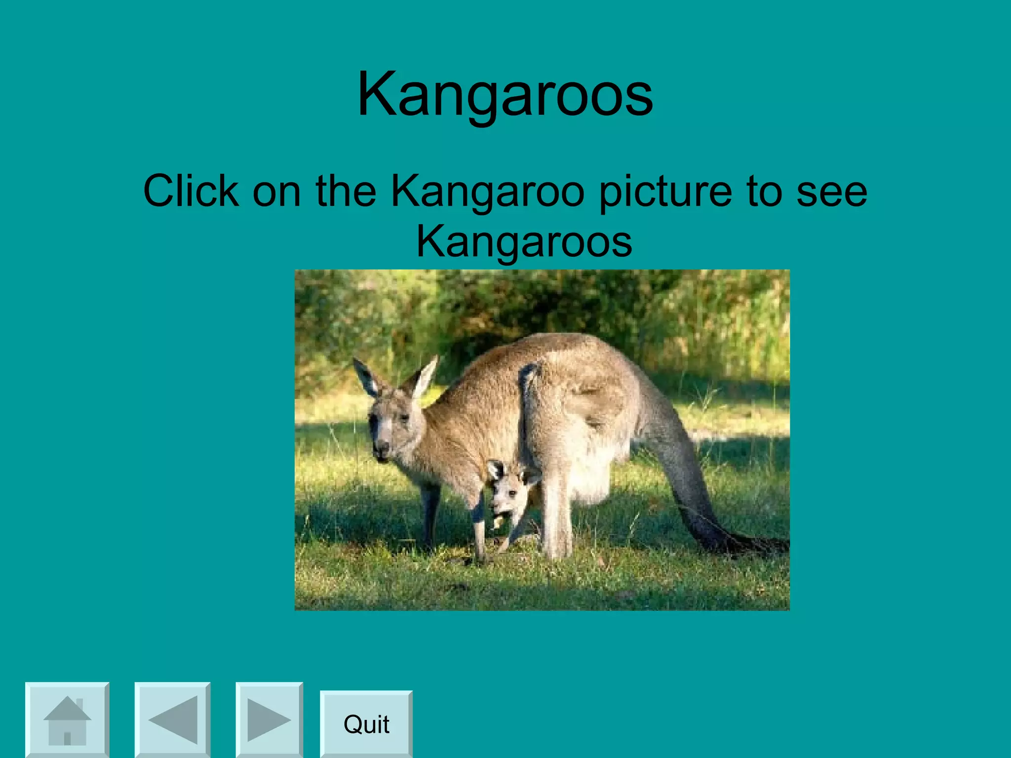 Kangaroos Click on the Kangaroo picture to see Kangaroos Quit 