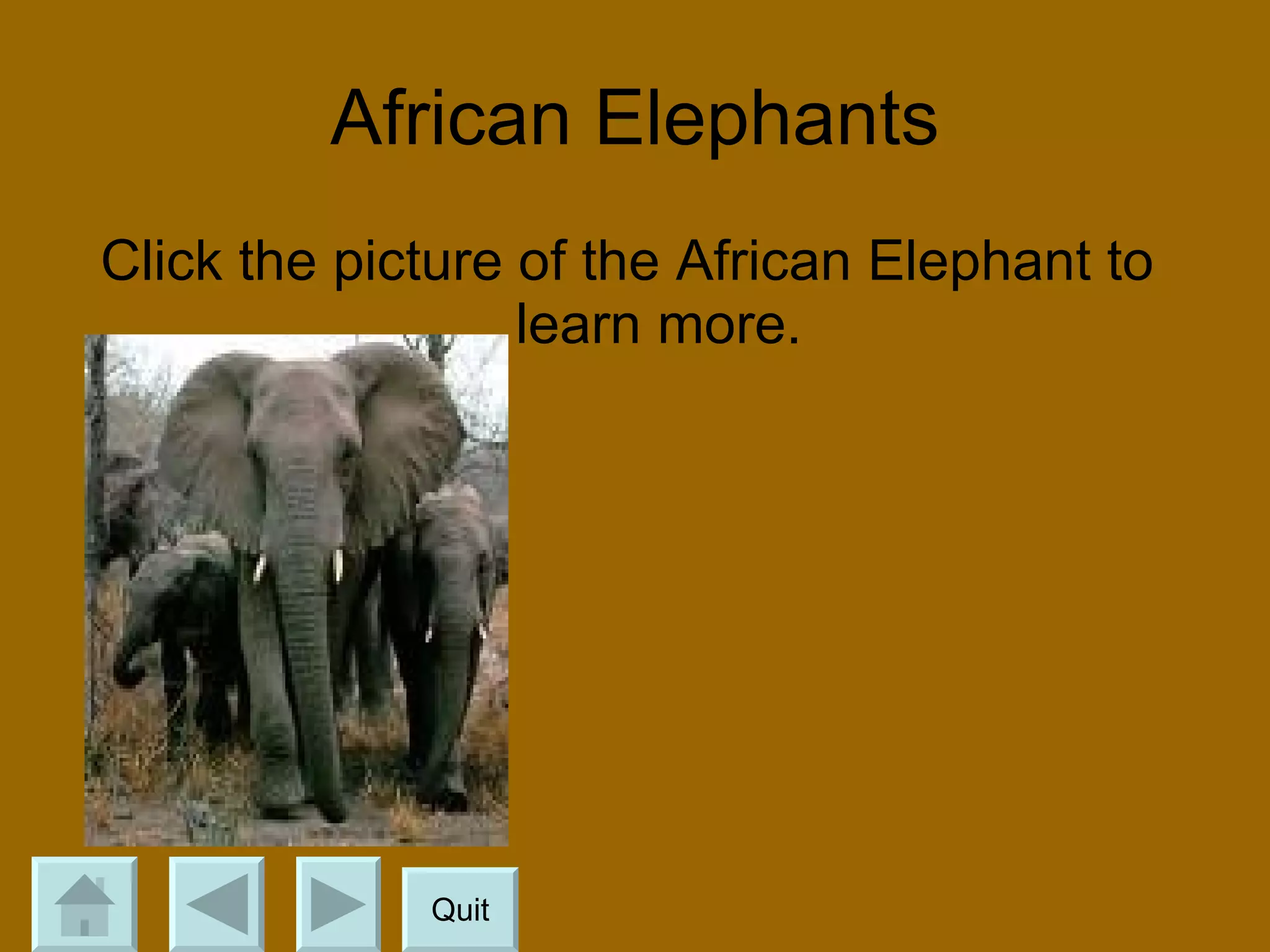 African Elephants Click the picture of the African Elephant to  learn more. Quit 