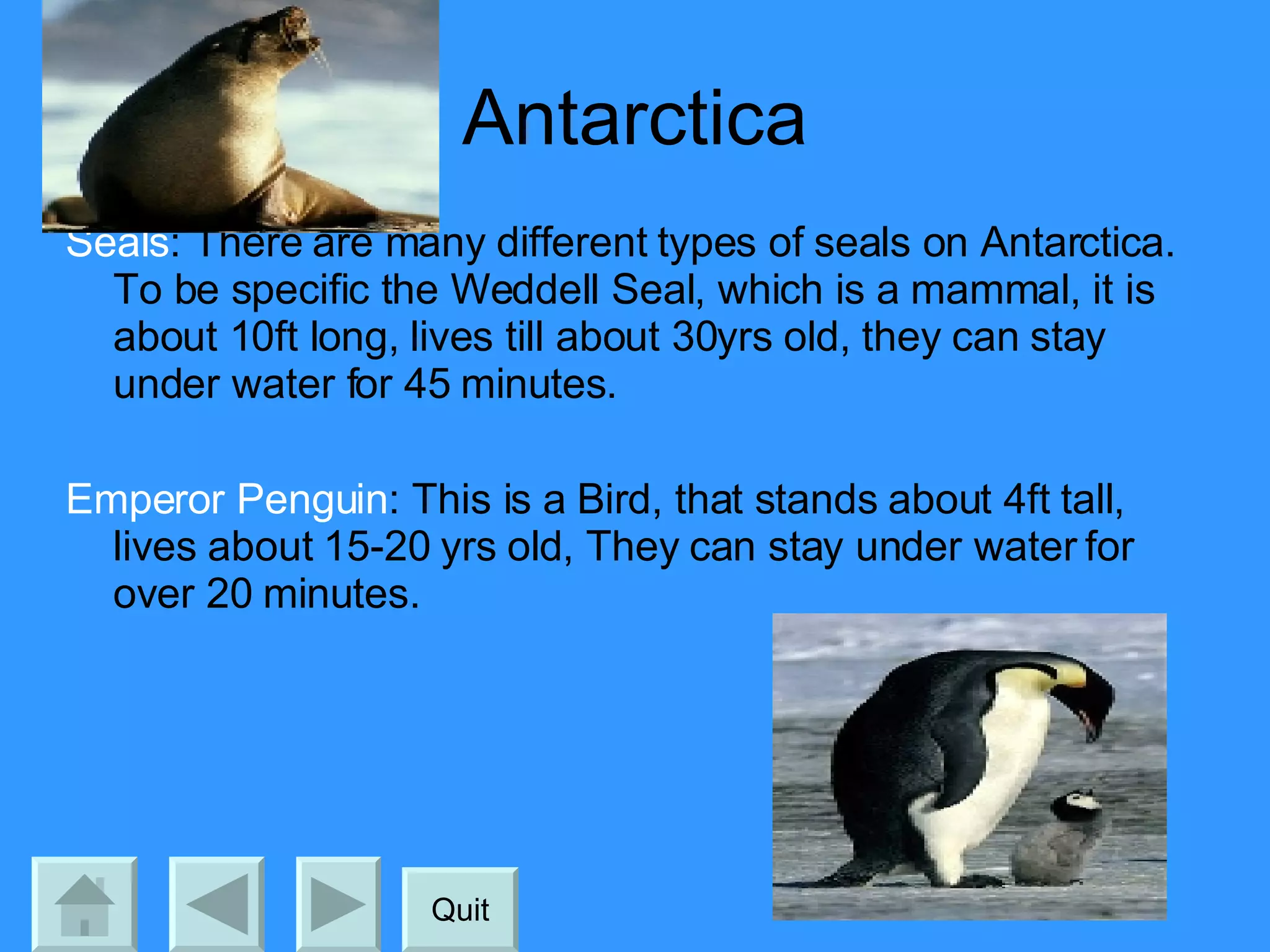 Antarctica Seals : There are many different types of seals on Antarctica. To be specific the Weddell Seal, which is a mammal, it is about 10ft long, lives till about 30yrs old, they can stay under water for 45 minutes. Emperor Penguin : This is a Bird, that stands about 4ft tall, lives about 15-20 yrs old, They can stay under water for over 20 minutes. Quit 