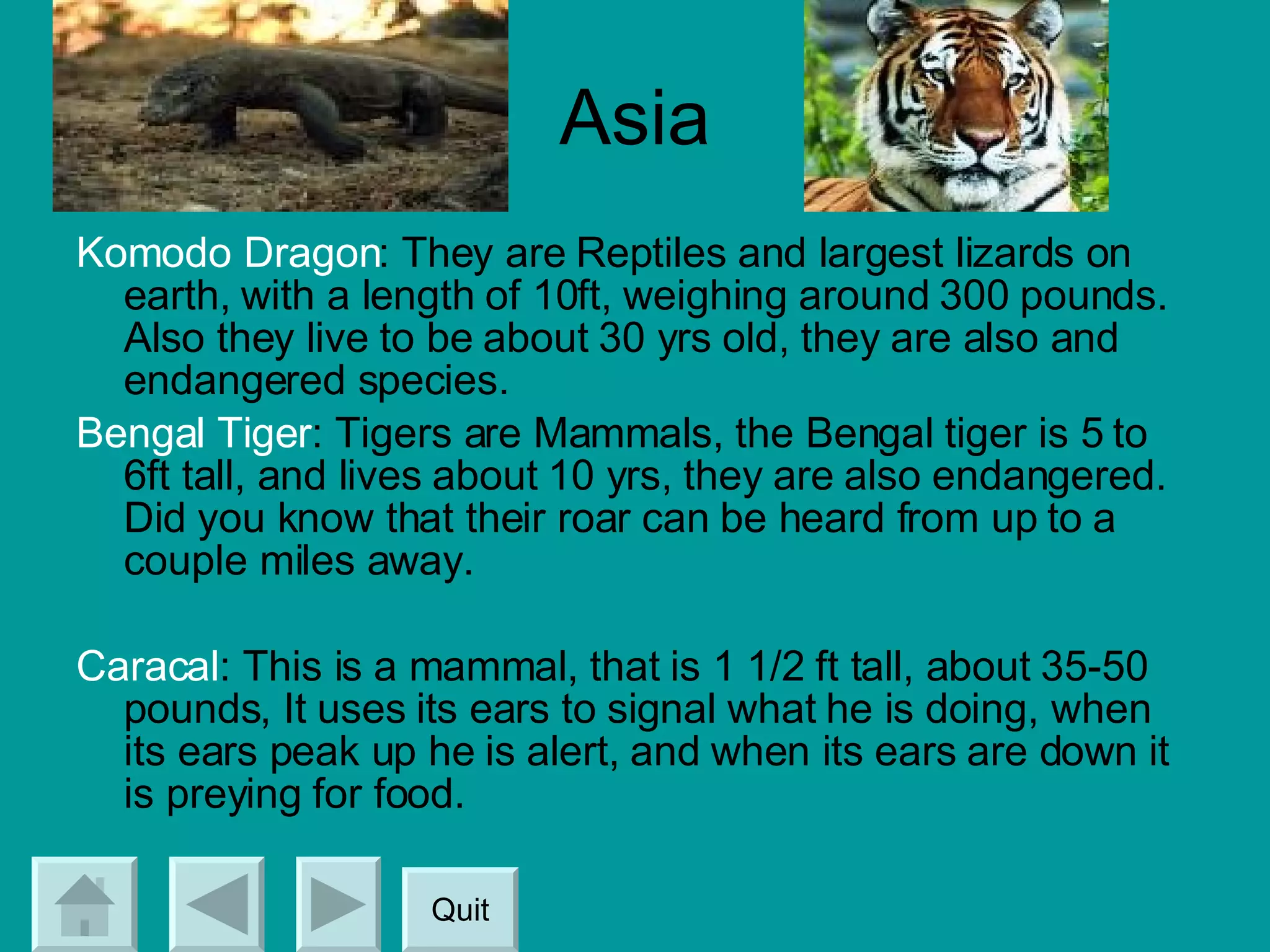Asia Komodo Dragon : They are Reptiles and largest lizards on earth, with a length of 10ft, weighing around 300 pounds. Also they live to be about 30 yrs old, they are also and endangered species. Bengal Tiger : Tigers are Mammals, the Bengal tiger is 5 to 6ft tall, and lives about 10 yrs, they are also endangered. Did you know that their roar can be heard from up to a couple miles away. Caracal : This is a mammal, that is 1 1/2 ft tall, about 35-50 pounds, It uses its ears to signal what he is doing, when its ears peak up he is alert, and when its ears are down it is preying for food. Quit 