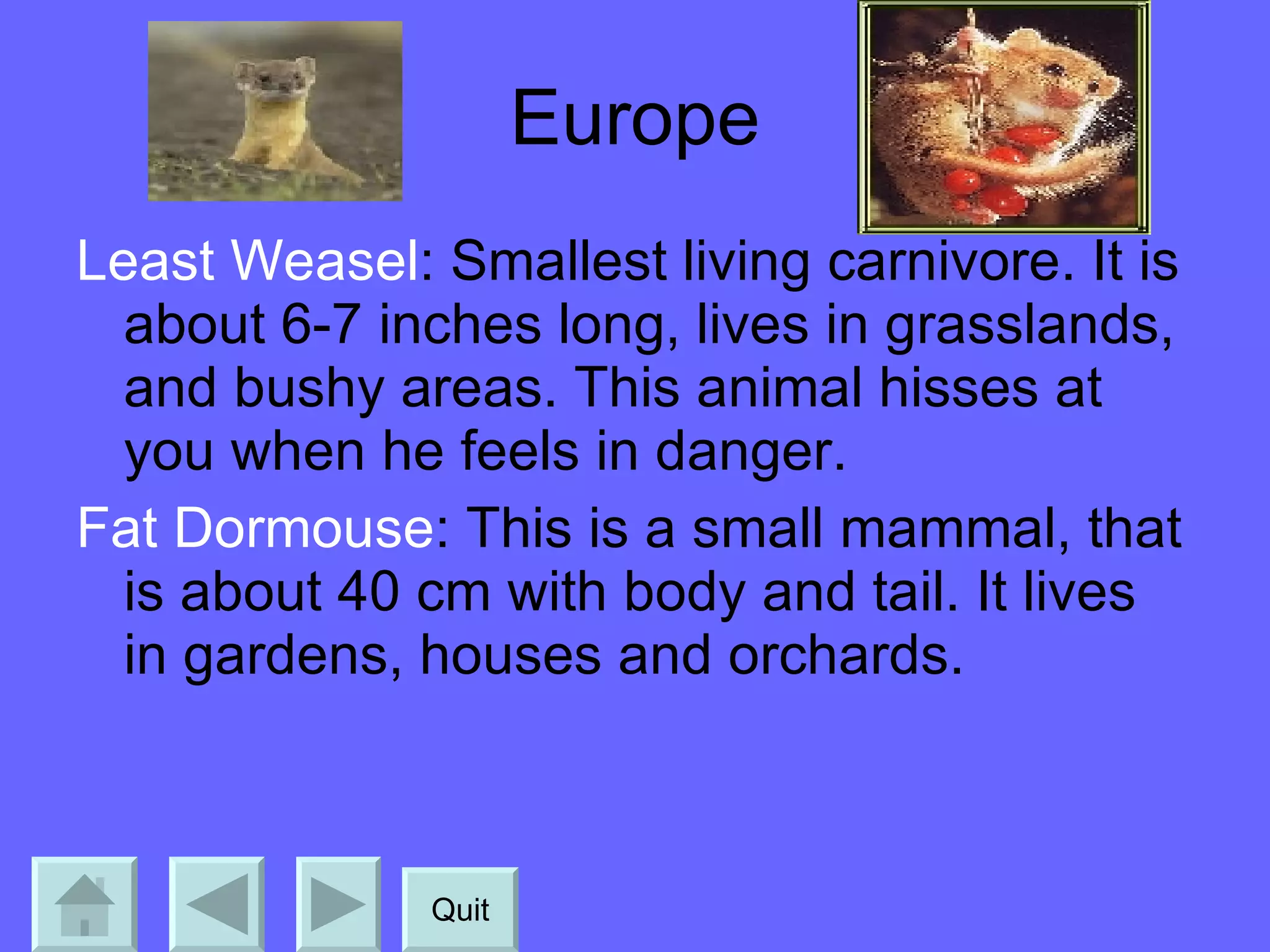 Europe Least Weasel : Smallest living carnivore. It is about 6-7 inches long, lives in grasslands, and bushy areas. This animal hisses at you when he feels in danger. Fat Dormouse : This is a small mammal, that is about 40 cm with body and tail. It lives in gardens, houses and orchards. Quit 