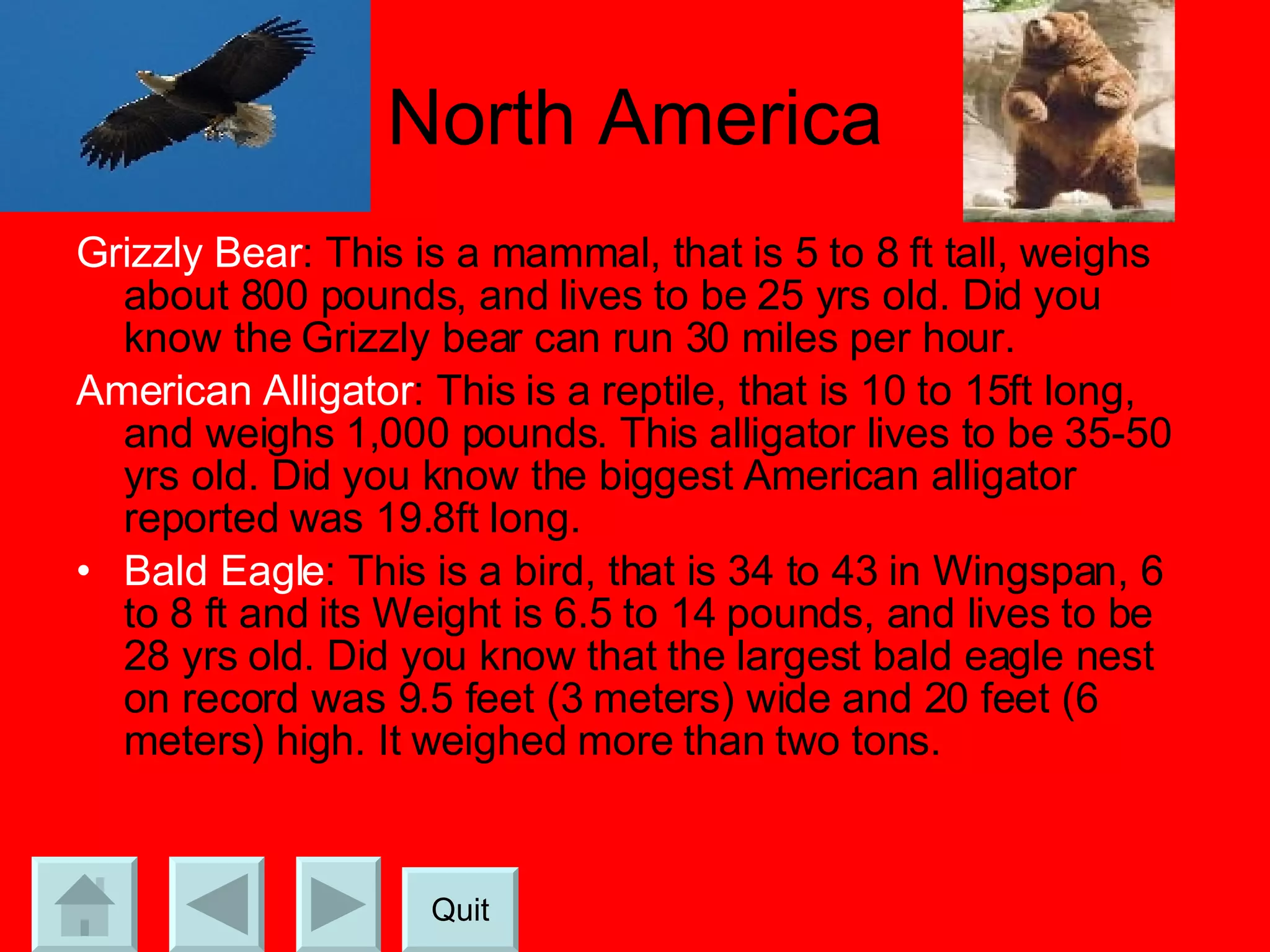 North America Grizzly Bear : This is a mammal, that is 5 to 8 ft tall, weighs about 800 pounds, and lives to be 25 yrs old. Did you know the Grizzly bear can run 30 miles per hour. American Alligator : This is a reptile, that is 10 to 15ft long, and weighs 1,000 pounds. This alligator lives to be 35-50 yrs old. Did you know the biggest American alligator reported was 19.8ft long. Bald Eagle : This is a bird, that is 34 to 43 in Wingspan, 6 to 8 ft and its Weight is 6.5 to 14 pounds, and lives to be 28 yrs old. Did you know that the largest bald eagle nest on record was 9.5 feet (3 meters) wide and 20 feet (6 meters) high. It weighed more than two tons.  Quit 