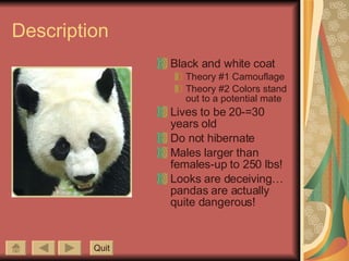 Description Black and white coat Theory #1 Camouflage Theory #2 Colors stand out to a potential mate Lives to be 20-=30 years old Do not hibernate Males larger than females-up to 250 lbs! Looks are deceiving…pandas are actually quite dangerous! Quit 