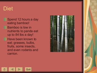 Diet Spend 12 hours a day eating bamboo! Bamboo is low in nutrients to panda eat up to 84 lbs a day!  Have been known to eat; grasses, bulbs, fruits, some insects, and even rodents and carrion.  Quit 