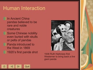 Human Interaction In Ancient China pandas believed to be rare and noble creatures Some Chinese nobility even buried with skulls or pelts of pandas Panda introduced to the West in 1869 1920’s first panda shot Quit 1936 Ruth Harkness first Westerner to bring back a  live  giant panda 