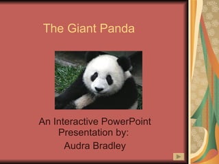 The Giant Panda An Interactive PowerPoint Presentation by:  Audra Bradley 