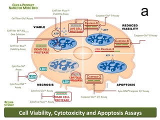 Interactive Cell Analysis Compressed | PPS