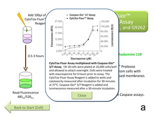 AAF-Rhodamine110 AAF +  Rhodamine 110 Add 100µl of  CytoTox-Fluor™ Reagent 0.5-3 hours “ dead cell” Protease released from cells with compromised membranes Can be multiplexed with Luminescent Caspase assays. The Ala-Ala-Phe-RHO110 cannot cross intact cell membranes a Back to Start (Cell) dcp dcp Read Fluorescence 485 Ex /520 Em CytoTox-Fluor™ Cytotoxicity Assay Cat. # G9260, G9261, and G9262 CytoTox-Fluor Assay multiplexed with Caspase-Glo® 3/7 Assay.  LN-18 cells were plated at 10,000 cells/well and allowed to attach overnight. Cells were treated with staurosporine for 6 hours prior to assay. The CytoTox-Fluor Assay Reagent is added to wells and cytotoxicity measured after incubation for 30 minutes at 37°C. Caspase-Glo® 3/7 Reagent is added and luminescence measured after a 30-minute incubation. Close 