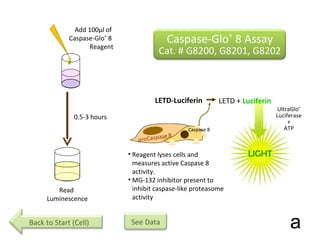 proCaspase 8 Caspase 8 LETD-Luciferin LETD +  Luciferin Add 100µl of  Caspase-Glo ®  8  Reagent Read  Luminescence 0.5-3 hours UltraGlo ® Luciferase + ATP LIGHT Reagent lyses cells and measures active Caspase 8 activity. MG-132 inhibitor present to inhibit caspase-like proteasome activity a Caspase-Glo ®  8 Assay Cat. # G8200, G8201, G8202 Back to Start (Cell) See Data 
