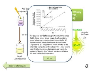 proCsp 3/7 Csp 3/7 DEVD-Luciferin DEVD +  Luciferin Add 100µl of  Caspase-Glo ®  3/7  Reagent Read  Luminescence 0.5-3 hours UltraGlo ® Luciferase + ATP LIGHT Reagent lyses cells and measures active Caspase 3 or Caspase 7 activity a Caspase-Glo ®  3/7 Assay Cat. # G8090, G8091,  G8092 and G8093 Back to Start (Cell) The Caspase-Glo ®  3/7 Assay produces luminescence that is linear over a broad range of cell numbers.  Jurkat cells were treated with anti-Fas mAb for 4.5 hours to induce apoptosis or were left untreated. Caspase-Glo ®  3/7 Reagent was added directly to the cells in 96-well plates and incubated for 1 hour before recording luminescence. Each point represents the average of 4 wells. The "no cell" blank control value has been substracted from each. Close 