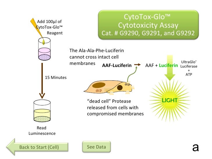 ldh assay