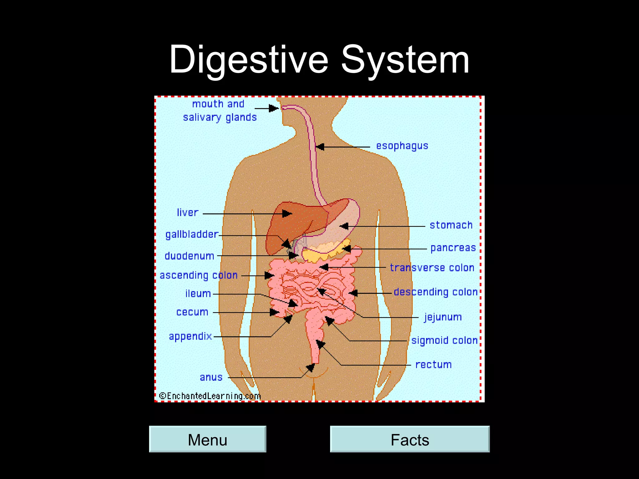 Digestive System Menu Facts 