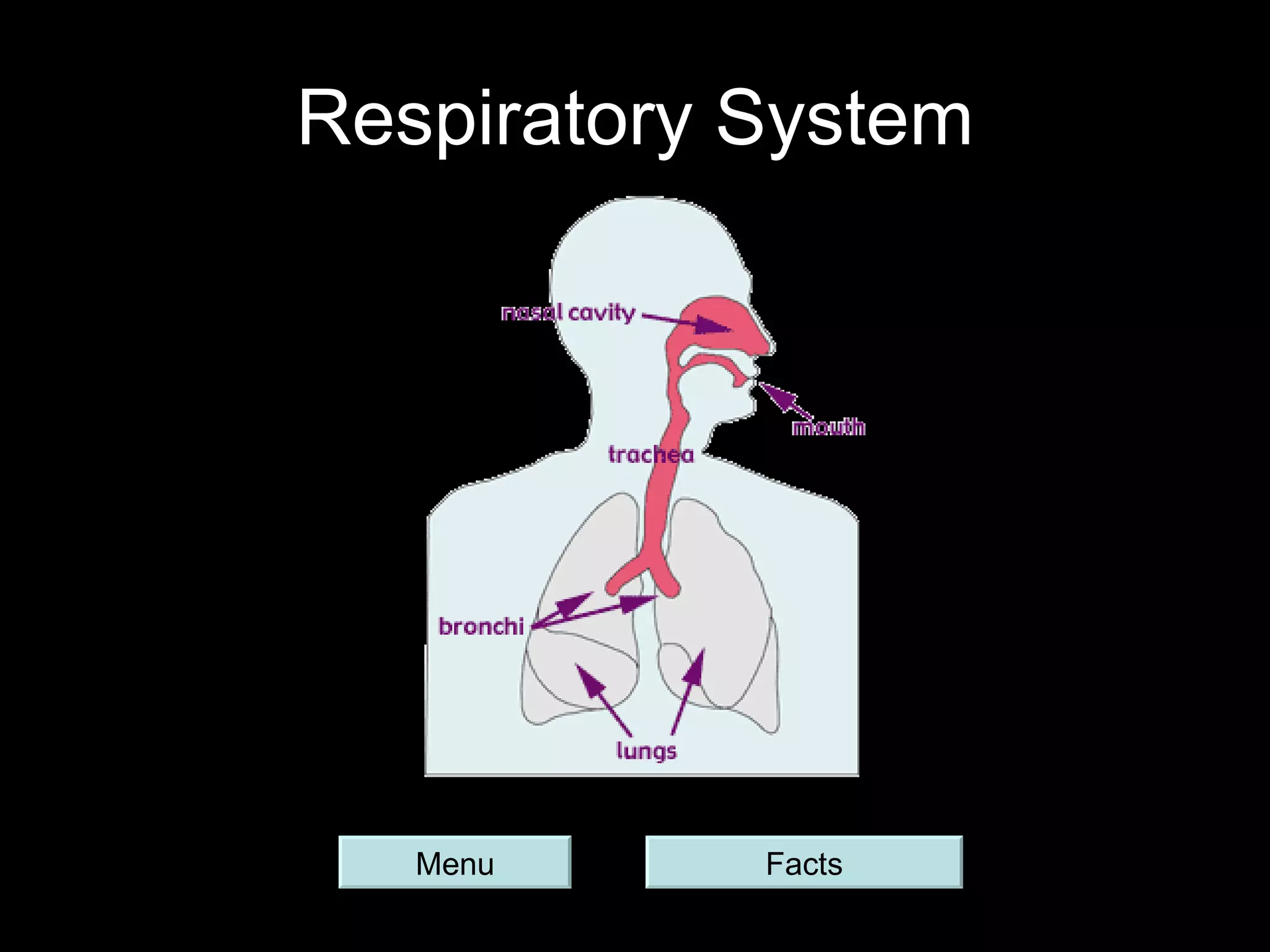 Respiratory System Menu Facts 