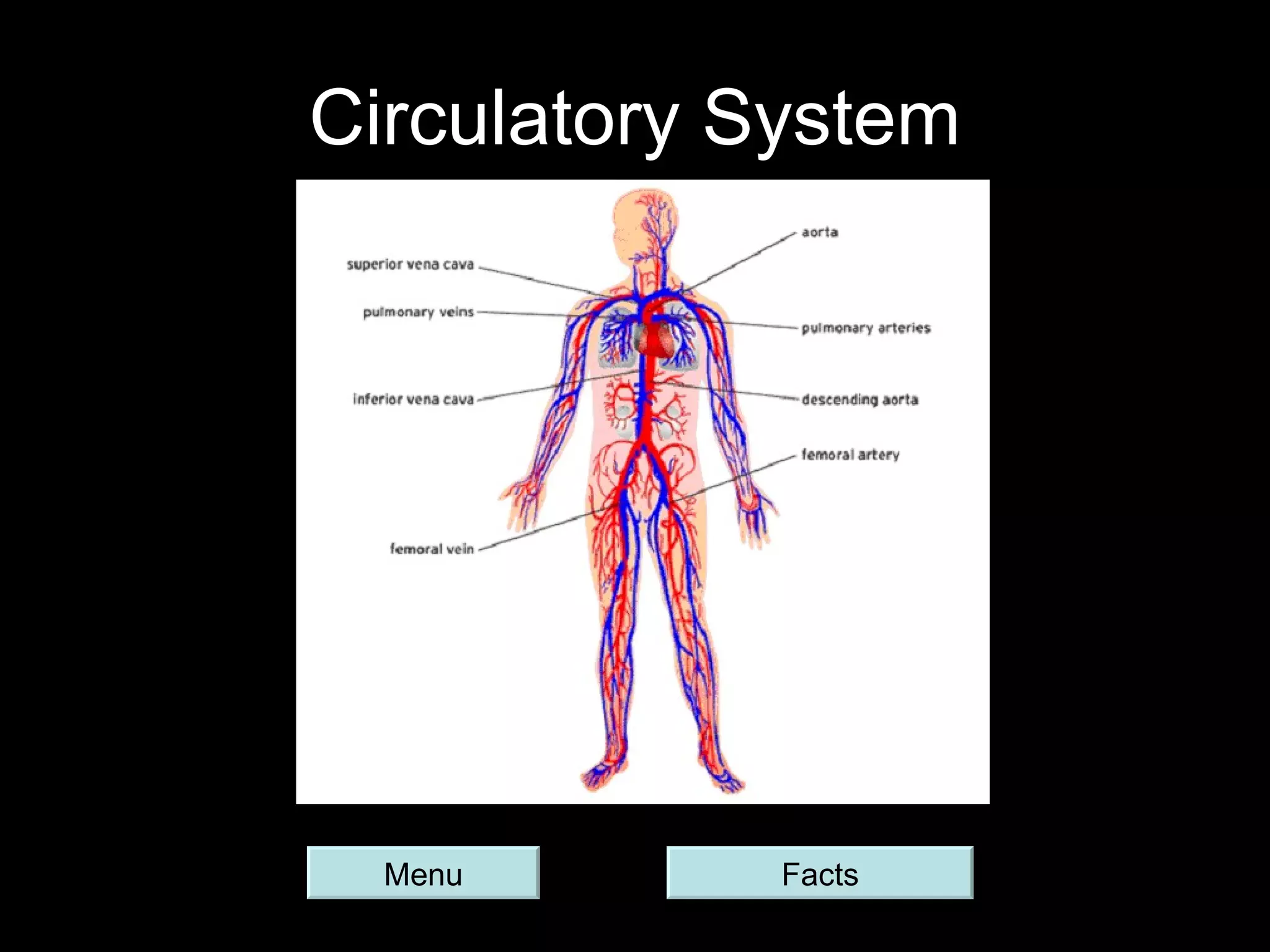 Circulatory System Menu Facts 