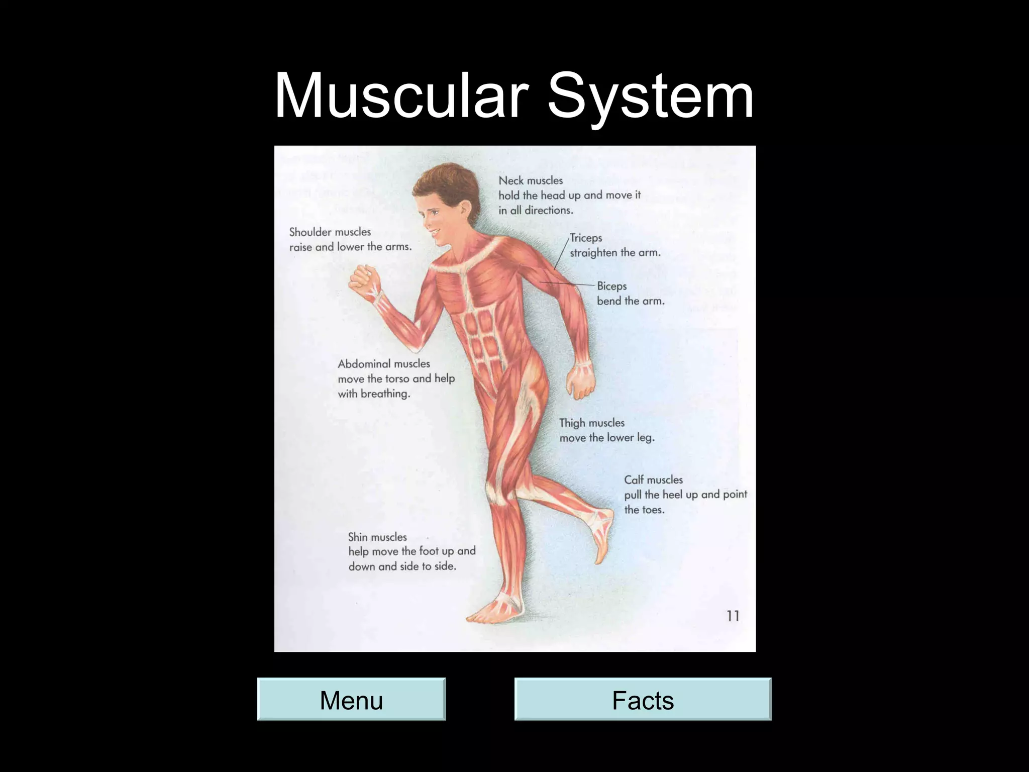 Muscular System Menu Facts 