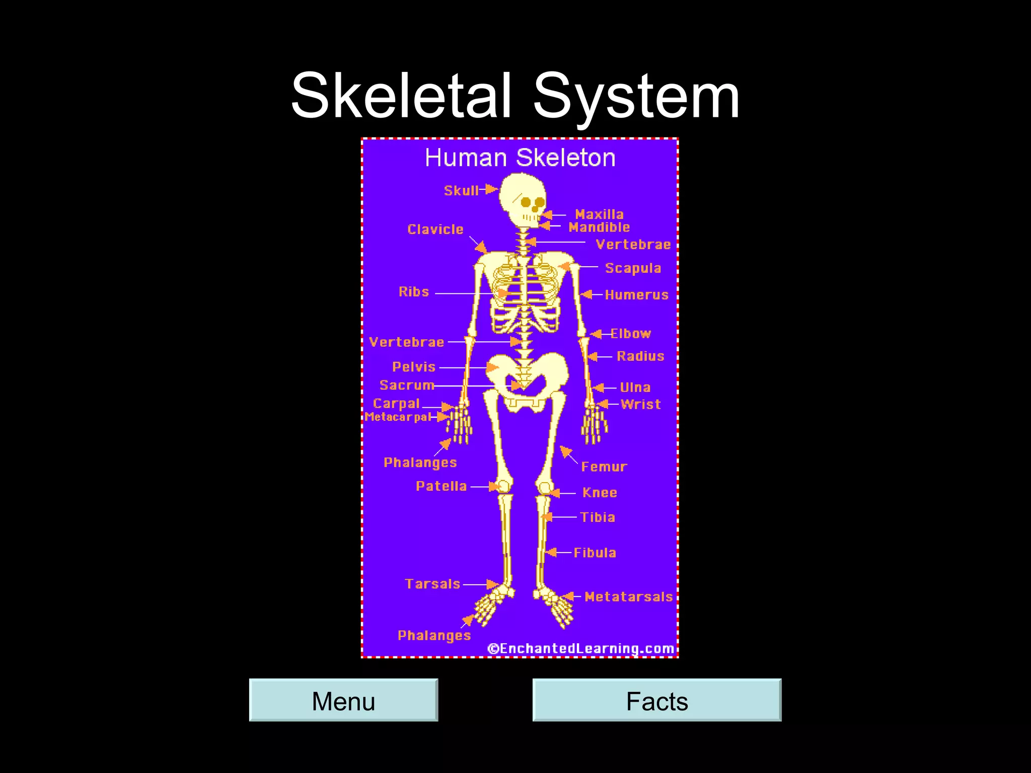 Skeletal System Menu Facts 