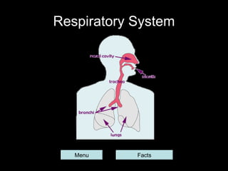 Respiratory System Menu Facts 