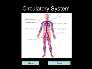 Circulatory System Menu Facts 