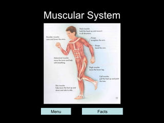Muscular System Menu Facts 