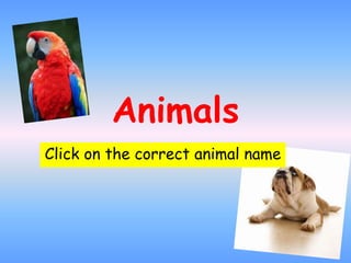 Animals
Click on the correct animal name
 