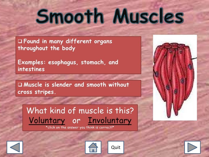 Exploring Muscles