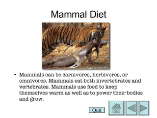 Mammal Diet Mammals can be carnivores, herbivores, or omnivores. Mammals eat both invertebrates and vertebrates. Mammals use food to keep themselves warm as well as to power their bodies and grow. Quit 