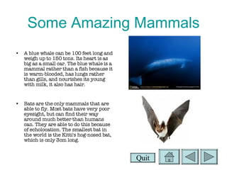 Some Amazing Mammals A blue whale can be 100 feet long and weigh up to 150 tons. Its heart is as big as a small car. The blue whale is a mammal rather than a fish because it is warm-blooded, has lungs rather than gills, and nourishes its young with milk, it also has hair. Bats are the only mammals that are able to fly. Most bats have very poor eyesight, but can find their way around much better than humans can. They are able to do this because of echolocation. The smallest bat in the world is the Kitti's hog-nosed bat, which is only 3cm long.   Quit 