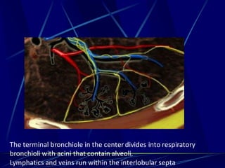 The terminal bronchiole in the center divides into respiratory
bronchioli with acini that contain alveoli.
Lymphatics and veins run within the interlobular septa
 