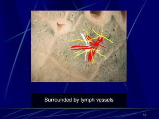 Surrounded by lymph vessels
68
 