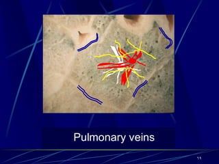 Pulmonary veins
69
 