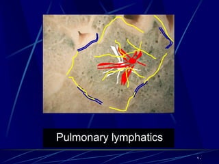 Pulmonary lymphatics
70
 