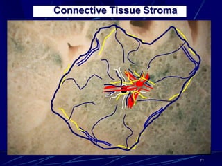 71
Connective Tissue Stroma
 